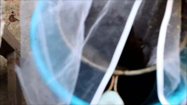 Подкормка роз биогумусом смотреть онлайн