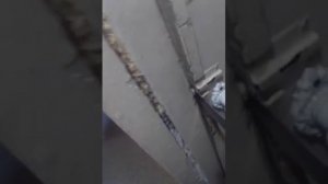 Калуга жесть