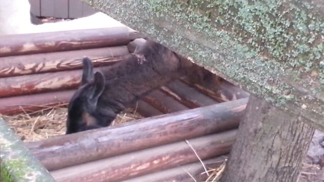 Прогулка по витебскому зоопарку. Гостья из Южной Америки. Лама. (Комментирует автор) смотреть онлайн