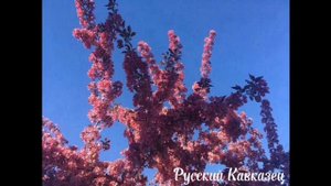 Ресницы – Шамиль Кашешов