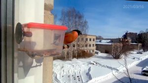 Снегирь в кормушке на окне (Bullfinch in the window bird feeder)