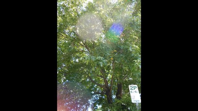 Plant ID: American Sweetgum (Liquidambar styraciflua) смотреть онлайн