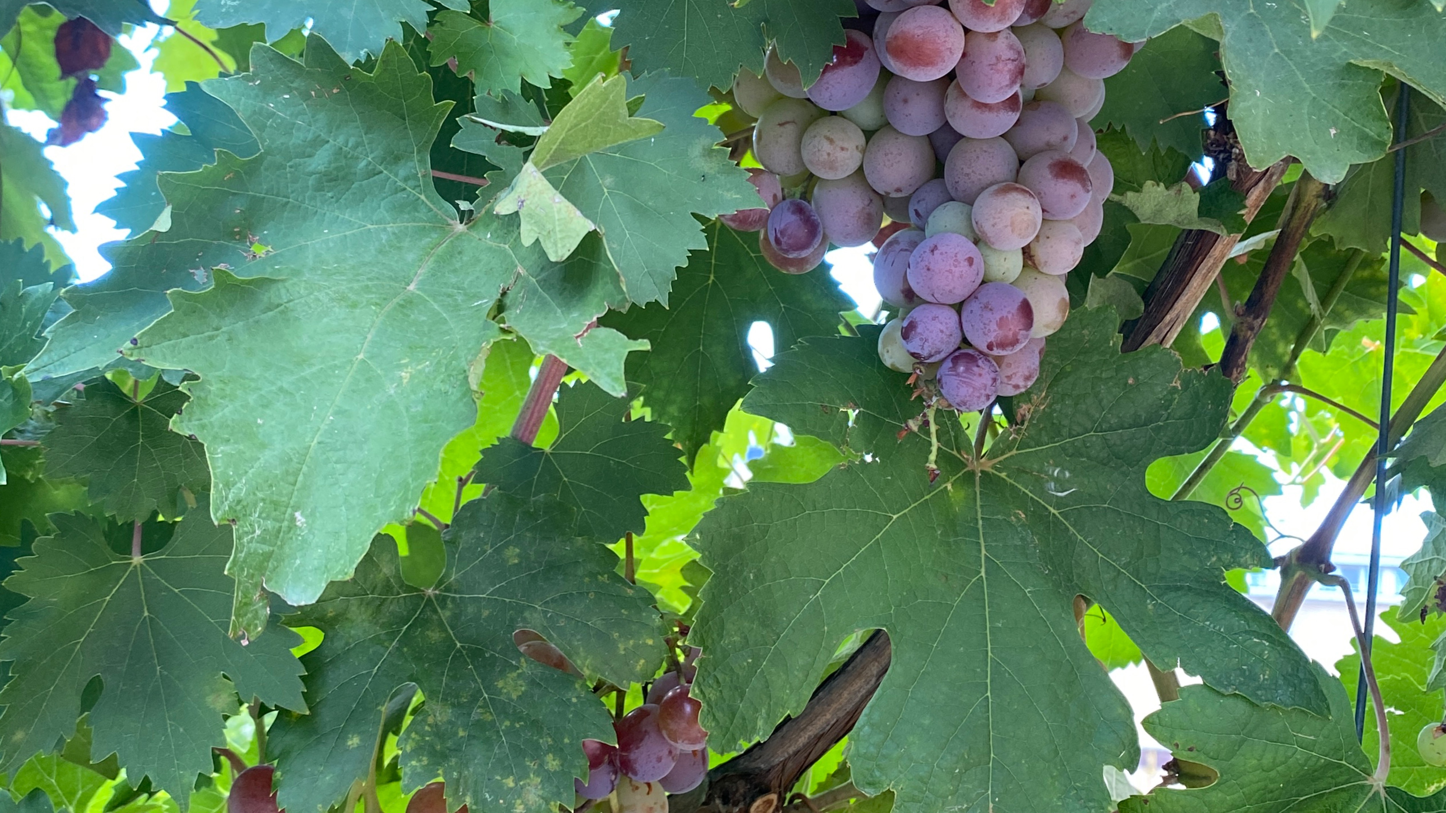 Анапа. Где можно провести отпуск смотреть онлайн