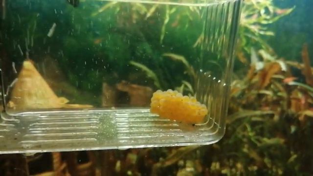 Как маскируется анциструс и икорка. смотреть онлайн