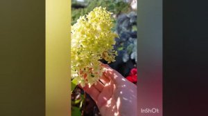 гортензия метельчатая Скайфолл и её саженцы в условиях сз