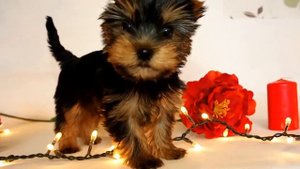 Питомник йоркширских терьеров /Питомник йорков /Щенок йорка