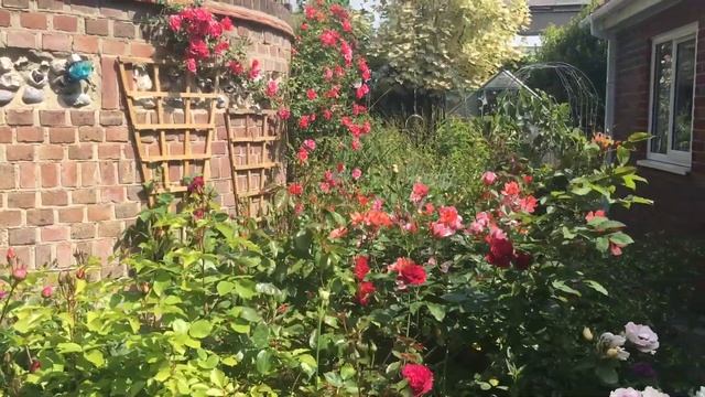 Не Челси конечно, зато своё родное. Все в сад! смотреть онлайн