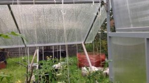 ВЫРАЩИВАНИЕ ПОМИДОРОВ В МЕШКАХ 2016. Часть вторая : УРОЖАЙ.