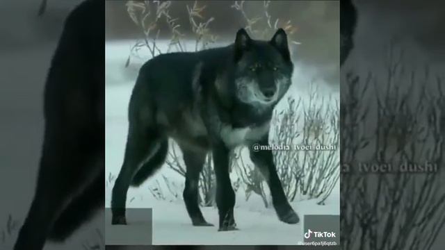 жизнь