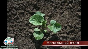 Как выращивать бахчевые.