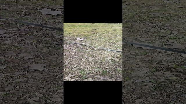 прогулка с собакой ? смотреть онлайн