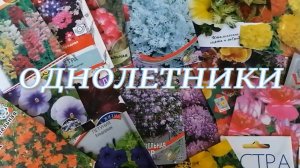 Что посеять в феврале.  Какие цветы сеять в феврале?