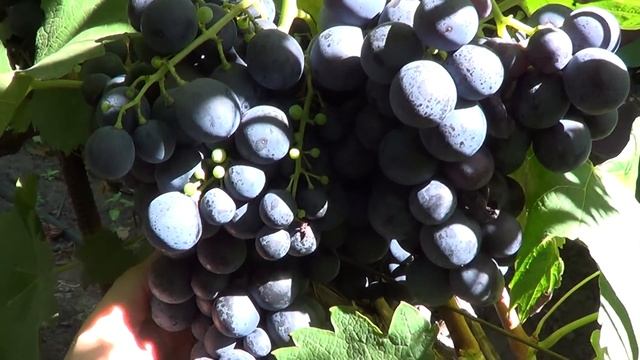 Сорт винограда Страшенский. Виноград 2016. смотреть онлайн
