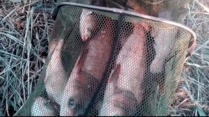 Рыбалка на толстолоба. Итог очередного выезда на платник. Розыгрыш рецепта планктона =КиТ=.