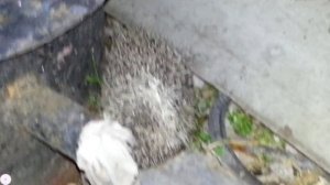 Ёжик на даче