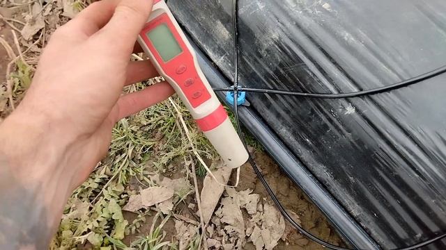 Правильный полив клубники. Як я його сделал. #полив #клубника #добрива