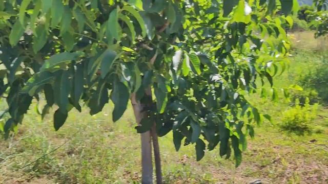 Testiranje flaksa / niti za košnju trimerom Stihl VS Husqvarna смотреть онлайн