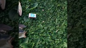 Карпята.Рыбалка. пруд Кострома