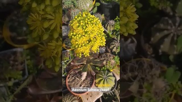 Aeonium Schwarzkopf Çiçek Açıyor