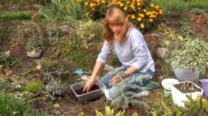 Вереск. Посадка и уход.