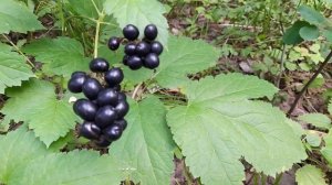 Воронец колосистый | Черные ядовитые ягоды