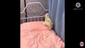 забавный и милый шпиц