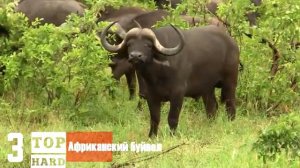 САМЫЕ ОПАСНЫЕ СУЩЕСТВА НА ЗЕМЛЕ