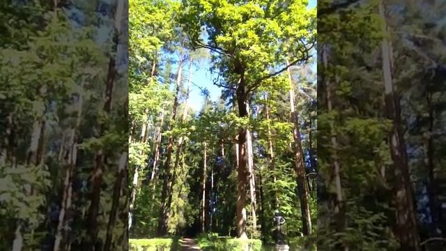 Аполлон и музы, сколько откровений