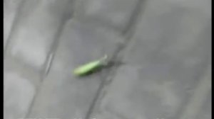 Нашествие богомолов. Как тропический хищник становится местным в наших широтах