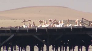 Walvisbaai Boat Cruise  - Safari in Namibië