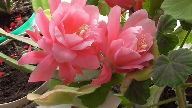 На подоконнике цветёт кактус эпифиллум , розовые цветы у кактуса
