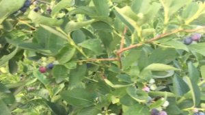 ГОЛУБИКА! Наелись, теперь замораживаем!