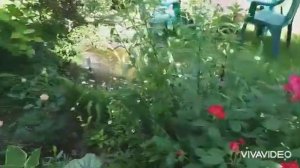 Цветение роз: Бенжамин Бритен, Лавенда Пинокио, Нимбус, Абрахам Дерби, Шарлота.