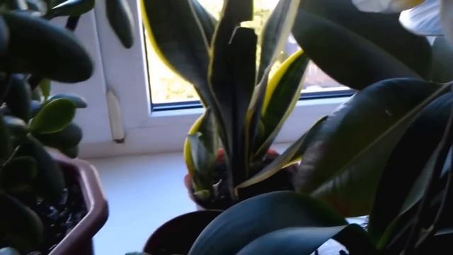 Мои любимые комнатные цветы смотреть онлайн