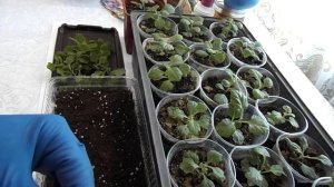 С ЧЕРЕНКОВ ХРИЗАНТЕМ БЕРУ ЕЩЁ ЧЕРЕНКИ. УКОРЕНЯЮ ПРИ ПОМОЩИ КОРНЕВИНА.