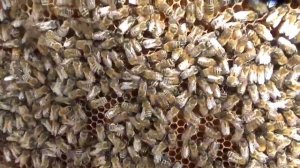 Отстройка рамки без вощины,состояние ср породы на 18 мая 2021.