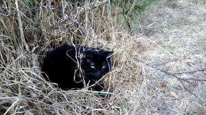 ЛУК СУВОРОВА, РАСТЁТ БЫСТРО.???