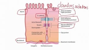 USMLE RX - 8.Анатомия - 2.Дерматология - 6.Соединения Эпителиальных Клеток