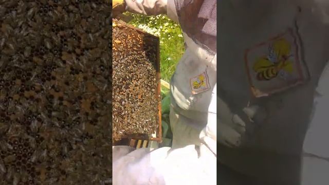 Подсадка маточника в семьи смотреть онлайн