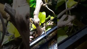 Содержание бананоеда