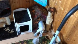 влог: ПЕРВЫЙ ДАЧНЫЙ ВЛОГ! ОБУСТРОИЛИ КОМНАТУ КОТОВ