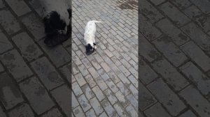 Как приучить четко аппортировать дич своего питомца. И с какого возраста начать дрессировку.