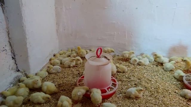 Условия содержания бройлер КОББ - 500, первые сутки. Температурный режим, подстилка, вентиляция. смотреть онлайн