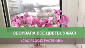Акт вандализма! Творю ужасы с альпийской фиалкой