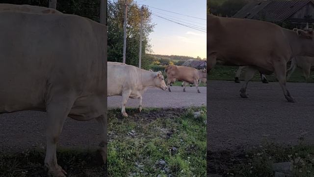 Коровы пришли, с. Новые Ишлы, Башкирия 19.07.2024