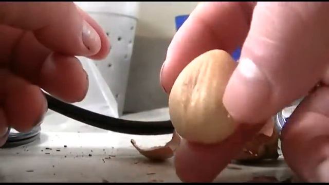 How to Sprout a Sago Palm Seed Faster Part 1 🌴 смотреть онлайн