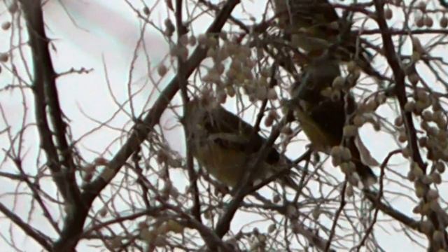 СТАЯ ДУБОНОСОВ(Coccothraustes coccothraustes) ЛАКОМИТСЯ ПЛОДАМИ ЛОХА УЗКОЛИСТНОГО смотреть онлайн