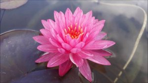 Нимфея Jakkapan (Джаккапан)  кувшинка, waterlily, водные растения, пруд