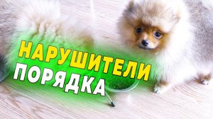 Щенкам шпица 100 дней. Уход за глазами шпица. Чем кормим собак. Нарушители порядка