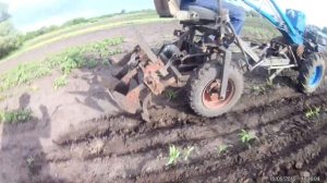 Прополка кукурузы мотоблоком.